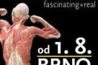 Brno - výstava preparovaných lidských těl BODIES THE EXHIBITION