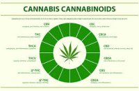 Kvůli „umělé marihuaně“ v Praze rychle přibývá výjezdů sanitek. Nejmladším pacientům je 11 let