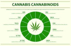 Kvůli „umělé marihuaně“ v Praze rychle přibývá výjezdů sanitek. Nejmladším pacientům je 11 let