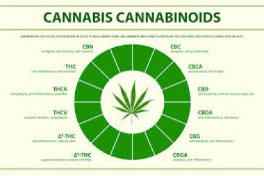 Kvůli „umělé marihuaně“ v Praze rychle přibývá výjezdů sanitek. Nejmladším pacientům je 11 let